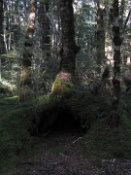 Hollows Beneath a Tree.JPG